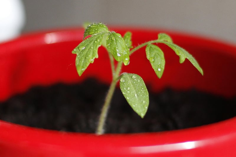 Newspaper Seedling Pots